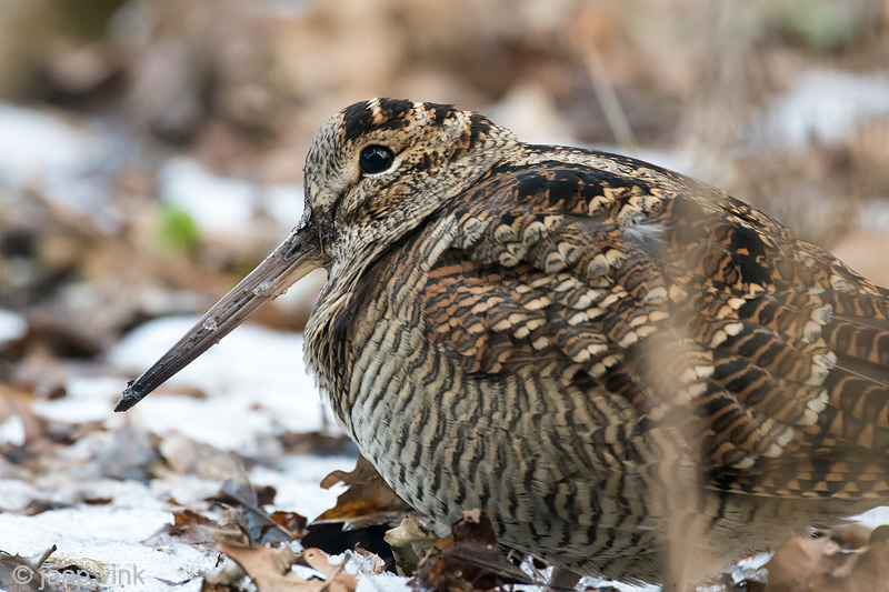 Eurasian Woodcock - Houtsnip - Scolopax rusticola