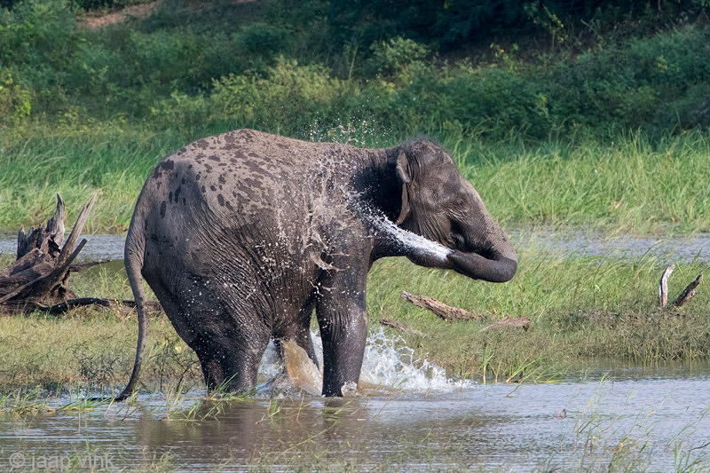 Sri Lankan Elephant - Ceylon-olifant - Elephas maximus maximus