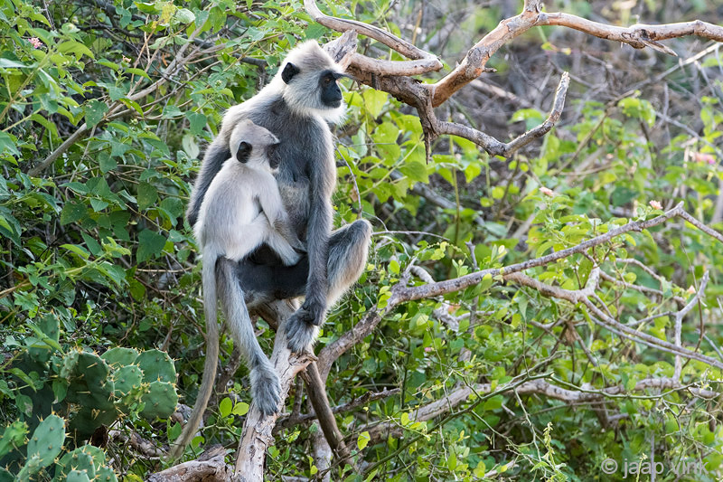 Tufted Gray Langur - Ceylonhoelman - Semnopithecus priam