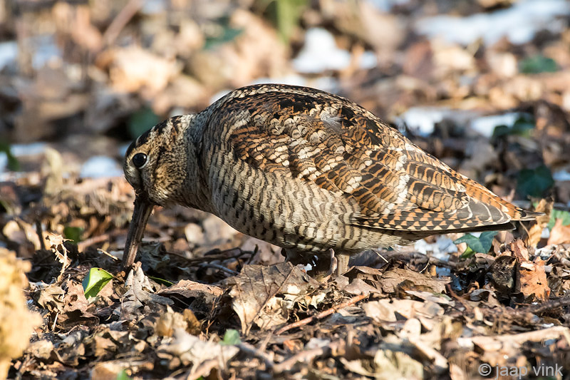 Eurasian Woodcock - Houtsnip - Scolopax rusticola