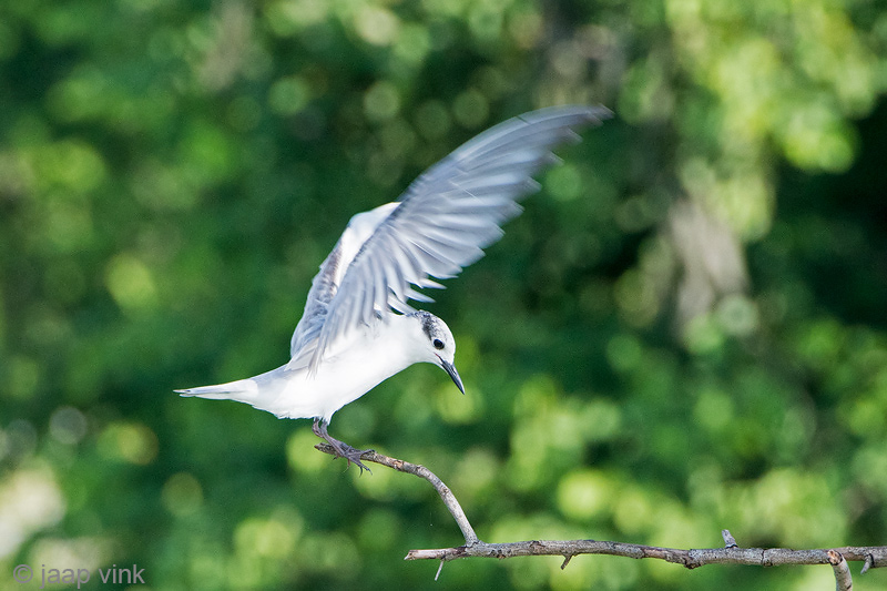 Whiskered Tern - Witwangstern - Chlidonias hybrida