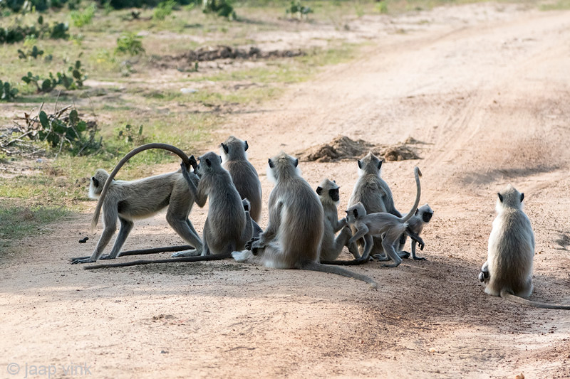 Tufted Gray Langur - Ceylonhoelman - Semnopithecus priam