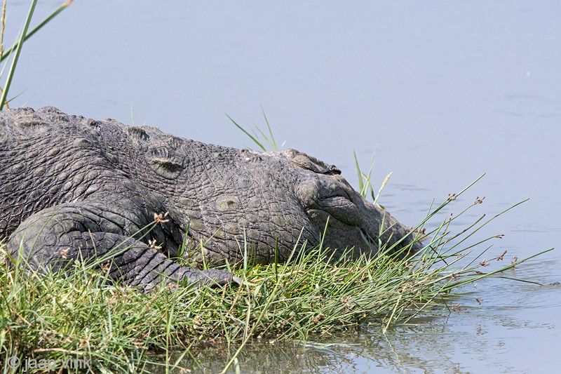 Mugger Crocodile - Moeraskrokodil - Crocodylus palustris