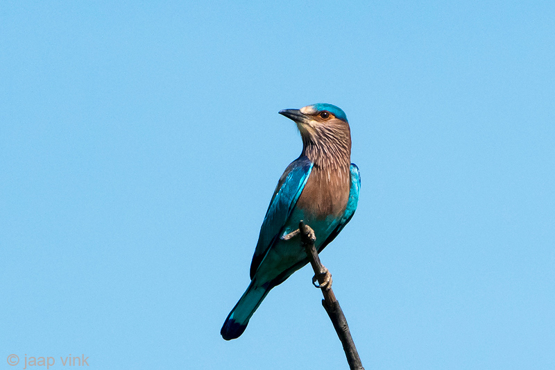 Indian Roller - Indische Scharrelaar - Coracias benghalensis