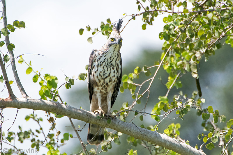 Crested Hawk Eagle - Indische Kuifarend - Nisaetus cirrhatus