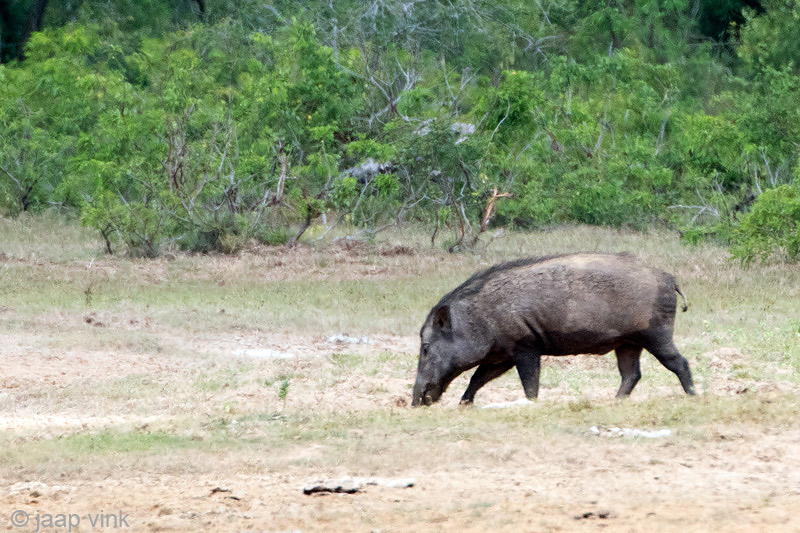 Wild Boar - Wild Zwijn - Sus scrofa