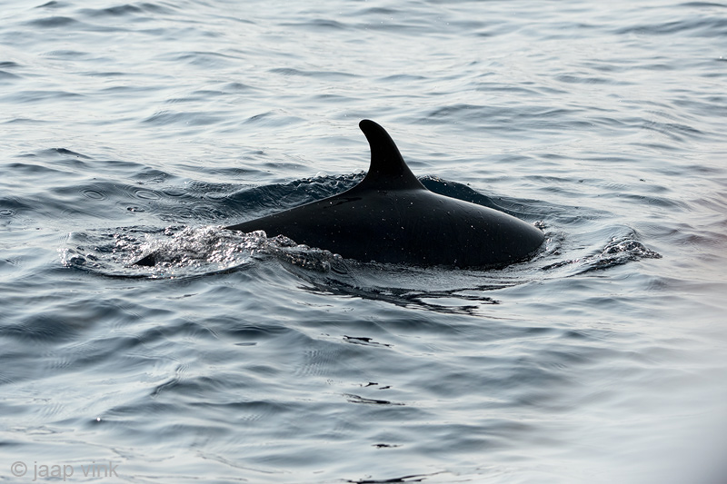 Spinner Dolphin - Langsnuitdolfijn - Stenella longirostris