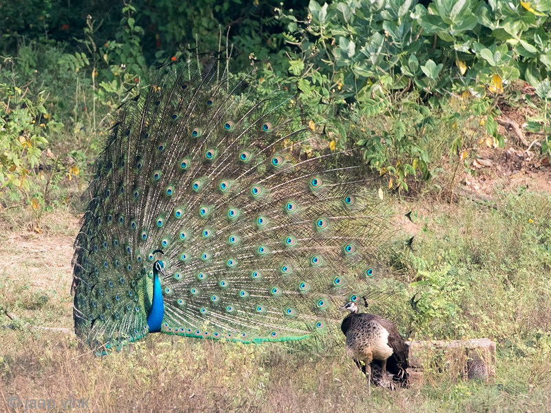 Indian Peafowl - Pauw - Pavo cristatus
