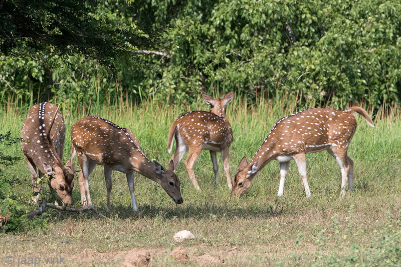 Sri Lankan Axis Deer - Axishert - Axis axis ceylonensis