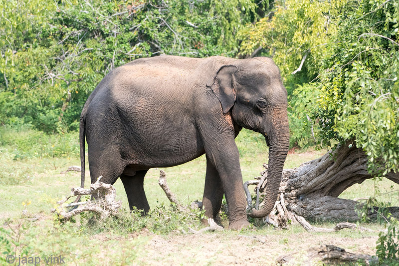 Sri Lankan Elephant - Ceylon-olifant - Elephas maximus maximus
