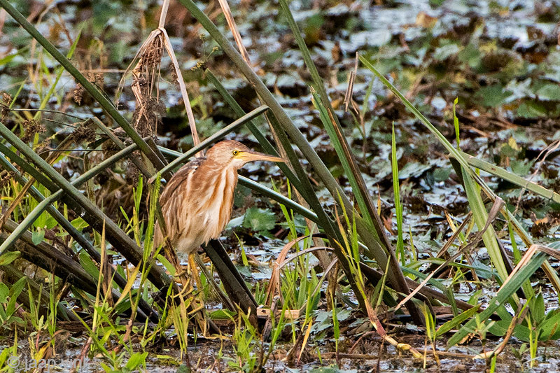 Yellow Bittern - Chinese Woudaap - Ixobrychus sinensis