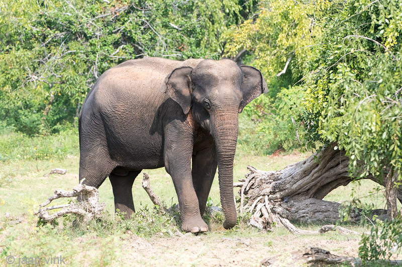 Sri Lankan Elephant - Ceylon-olifant - Elephas maximus maximus