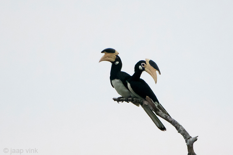 Malabar Pied Hornbill - Malabarneushoornvogel - Anthracoceros coronatus