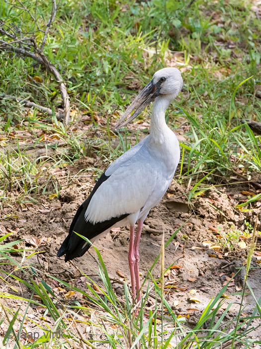 Asian Openbill - Indische Gaper - Anastomus oscitans