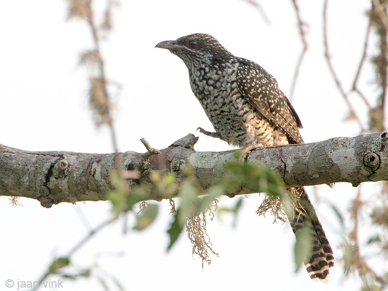 Asian Koel - Indische Kol - Eudynamys scolopaceus