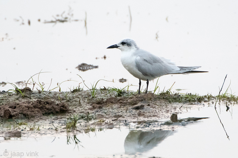 Gull-billed Tern - Lachstern - Gelochelidon nilotica
