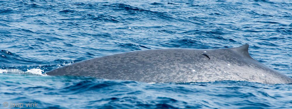 Blue Whale - Blauwe Vinvis - Balaenoptera musculus