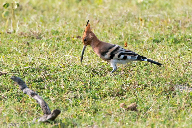 Eurasian Hoopoe - Hop - Upupa epops