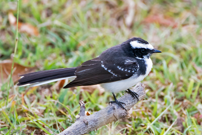 White-browed Fantail - Indische Waaierstaart - Rhipidura aureola