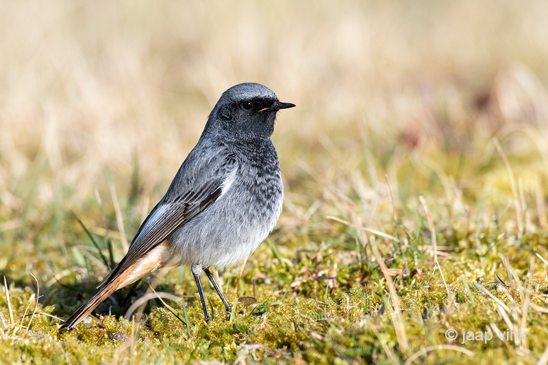 Black Redstart - Zwarte Roodstaart - Phoenicurus ochruros