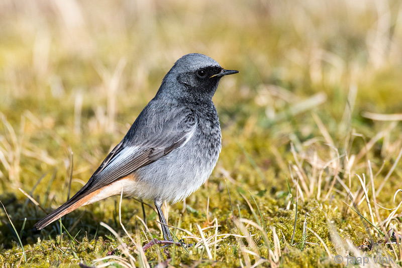 Black Redstart - Zwarte Roodstaart - Phoenicurus ochruros