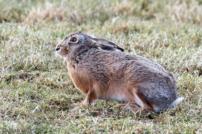 European Hare - Haas - Lepus europaeus