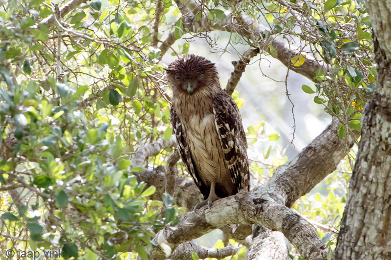 Brown Fish Owl - Bruine Visuil - Ketupa zeylonensis