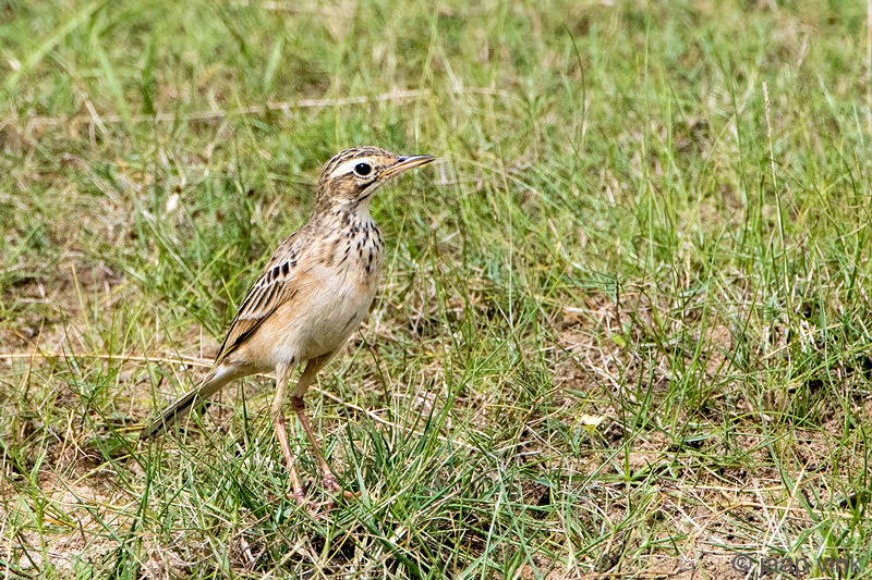 Richards Pipit - Grote Pieper - Anthus richardi