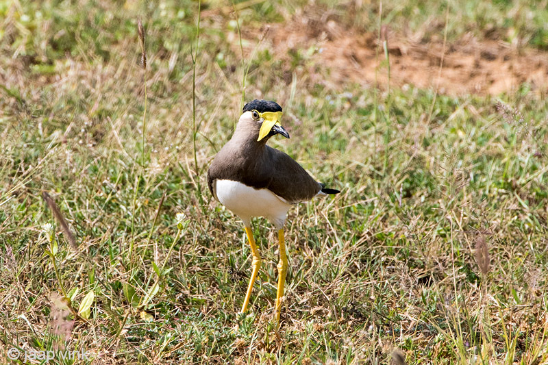Yellow-wattled Lapwing - Malabarkievit - Vanellus malabaricus