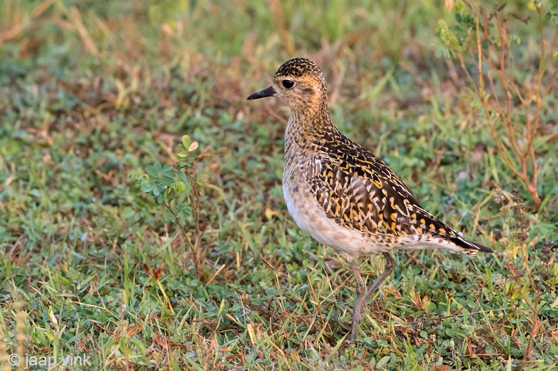 Pacific Golden Plover - Aziatische Goudplevier - Pluvialis fulva