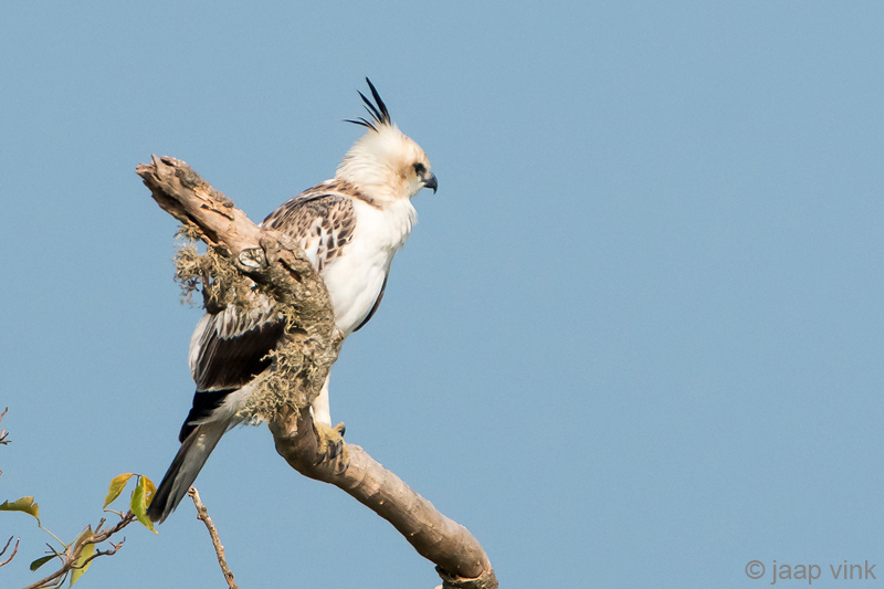 Crested Hawk Eagle - Indische Kuifarend - Nisaetus cirrhatus