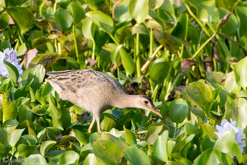 Watercock - Waterhaan - Gallicrex cinerea