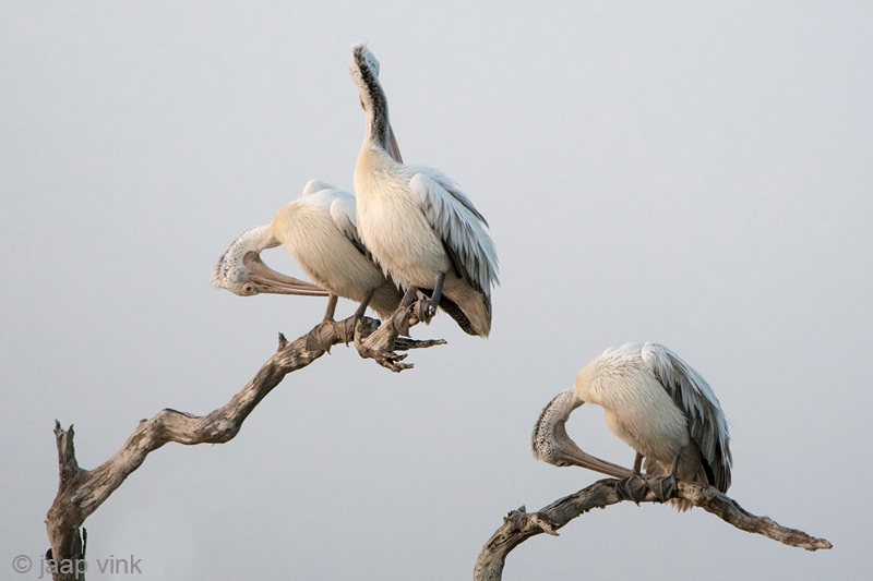 Spot-billed Pelican - Grijze Pelikaan - Pelecanus philippensis