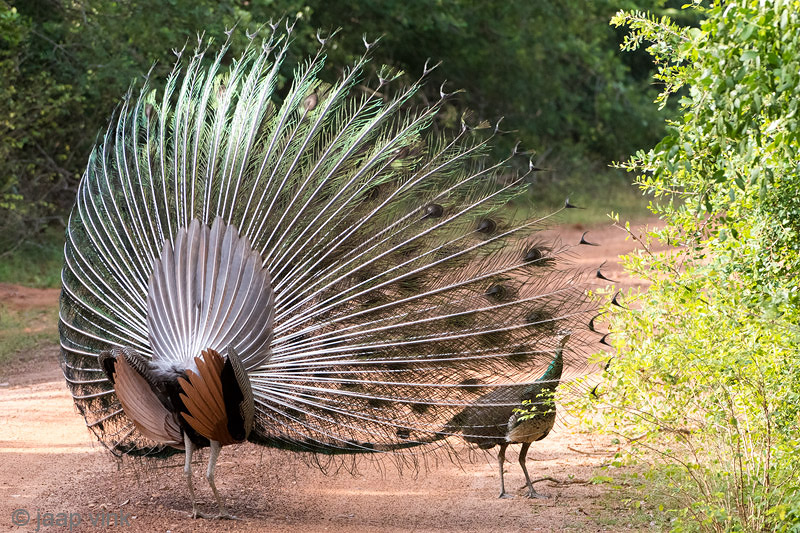 Indian Peafowl - Pauw - Pavo cristatus