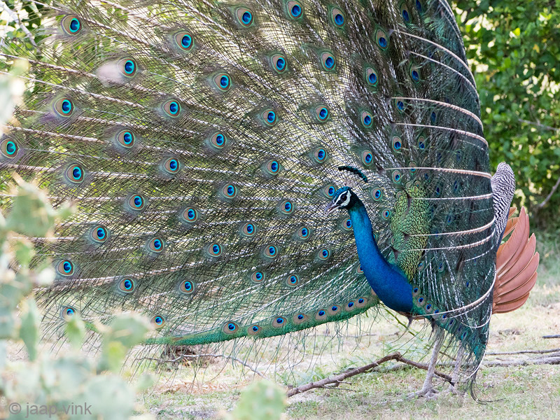 Indian Peafowl - Pauw - Pavo cristatus