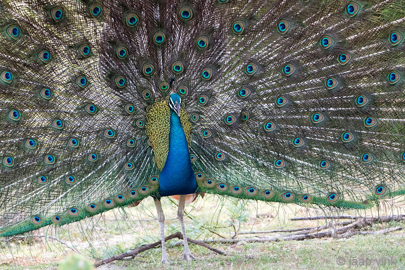 Indian Peafowl - Pauw - Pavo cristatus