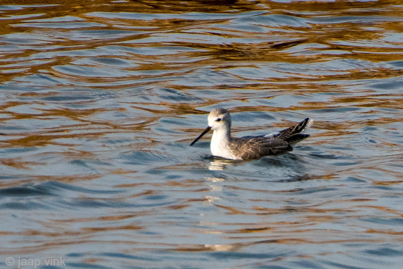 Red-necked Phalarope - Grauwe Franjepoot - Phalaropus lobatus