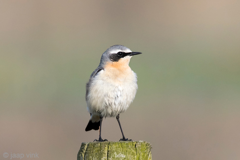 Northern Wheatear - Tapuit - Oenanthe oenanthe