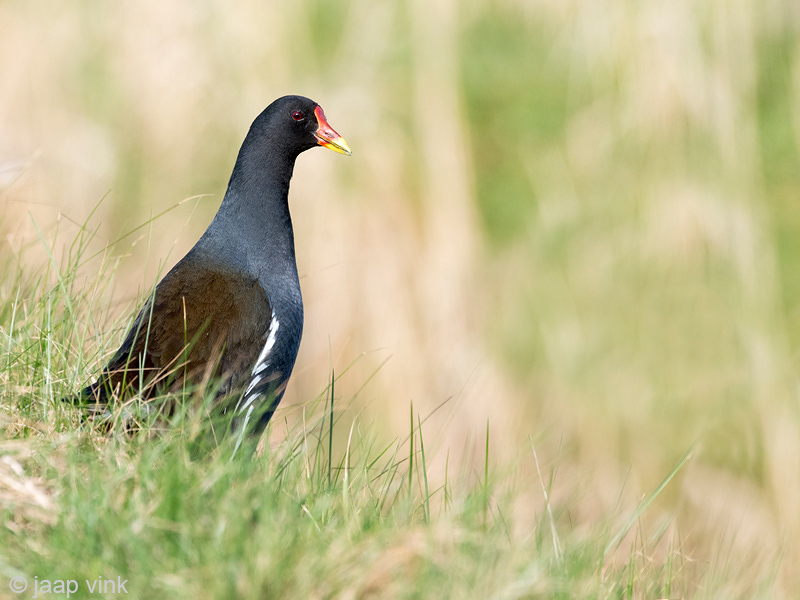 Common Moorhen - Waterhoen - Gallinula chloropus
