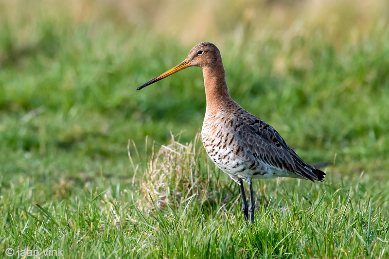 Black-tailed Godwit - Grutto - Limosa limosa