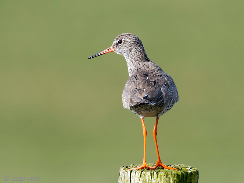 Common Redshank - Tureluur - Tringa totanus