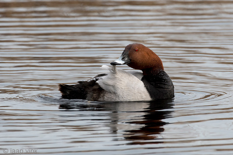 Common Pochard - Tafeleend - Aythya ferina