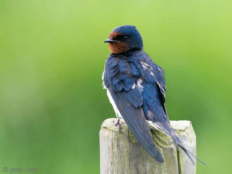 Barn Swallow - Boerenzwaluw - Hirundo rustica