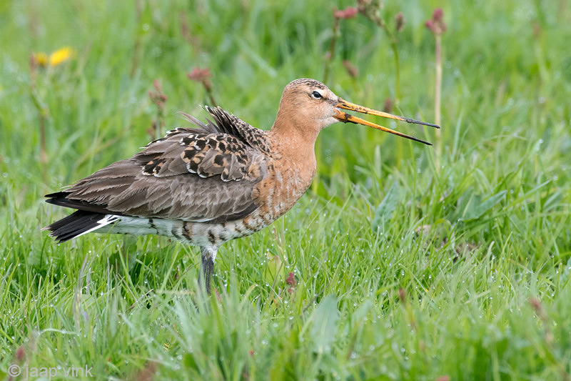 Black-tailed Godwit - Grutto - Limosa limosa