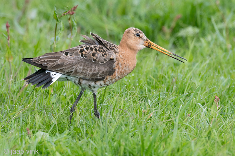 Black-tailed Godwit - Grutto - Limosa limosa