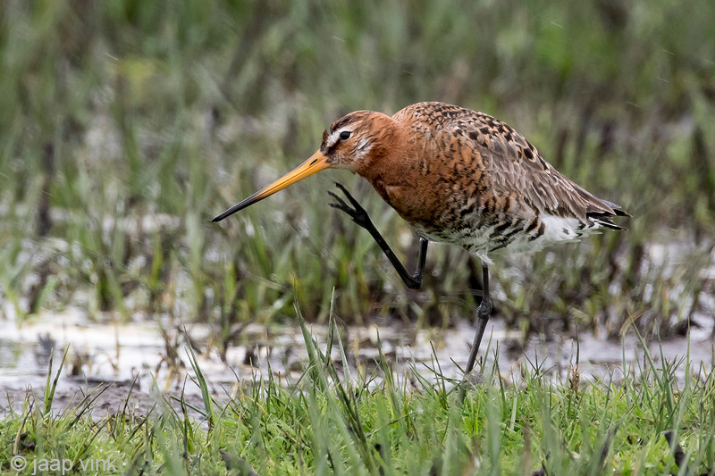 Black-tailed Godwit - Grutto - Limosa limosa