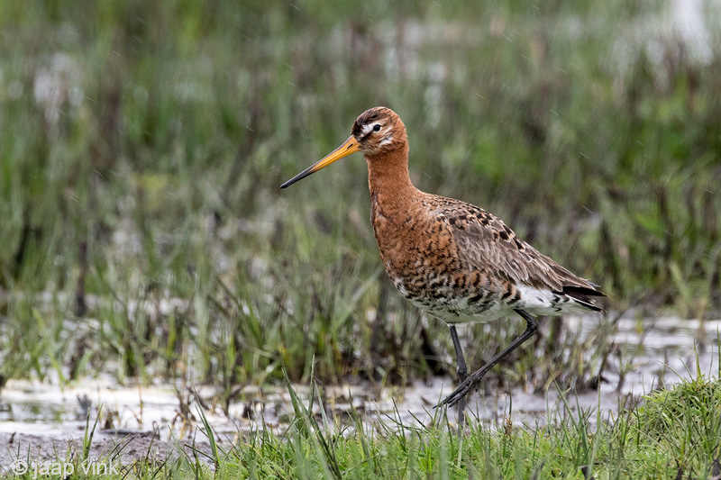 Black-tailed Godwit - Grutto - Limosa limosa