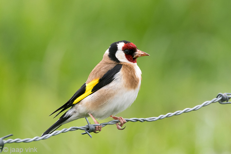 Goldfinch - Putter - Carduelis carduelis