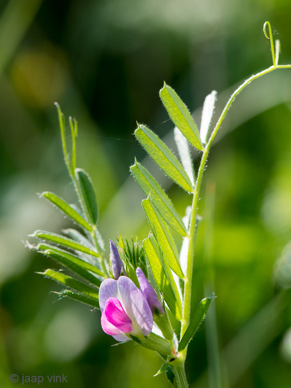 Common Vetch - Smalle Wikke - Vicia sativa spp segetalis
