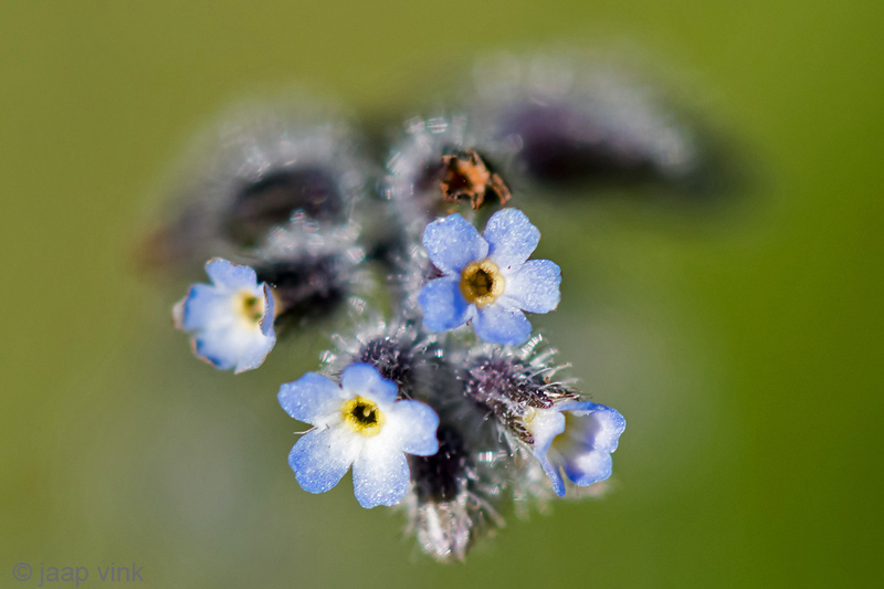 Early Forget-me-not - Ruw-vergeet-mij-nietje - Myosotis ramosissima